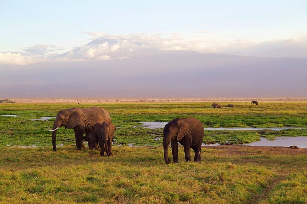 Safari en Tanzanie : À la Découverte des Big Five